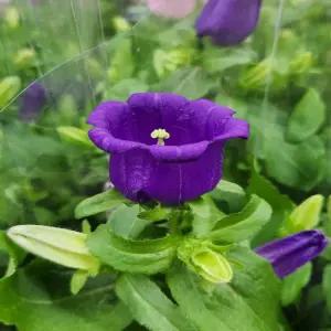 초롱꽃 그레이스캄파눌라 (퍼플)  야생화 모종 10cm포트 두개묶음 -DR1130