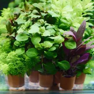 풍성한 포트수초 3개 랜덤 세트 수족관 어항 열대어