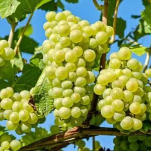 오톰크리스피 청포도 8kg