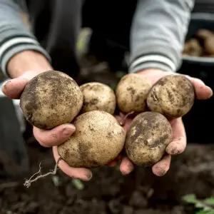 두백감자 중 5kg