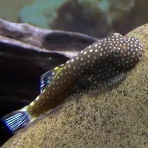 티아쿠아 열대어 보루네오 가오리 비파 2마리 이끼제거 청소물고기