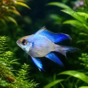 일렉트릭 블루네온 발룬 라미레지 롱핀 1마리