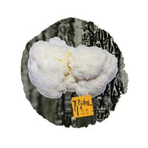 국내산 W8G5N8R3 원목재배 약용 노루궁뎅이버섯 300g