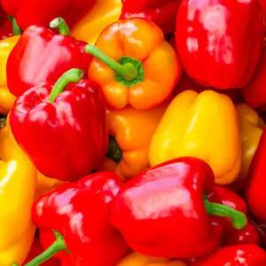 [지지팜] 못난이 파프리카 1kg 빨강 노랑 주황 신선한 산지직송