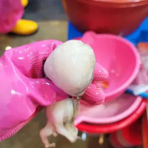 100%알배기 생물 알 쭈꾸미 활 주꾸미 1kg(7-15미)