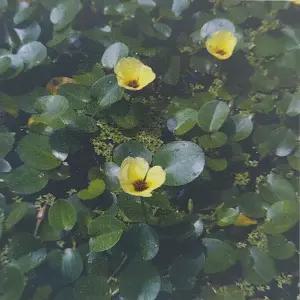 [신세계수족관] 수생식물 물 양귀비 2촉+1촉