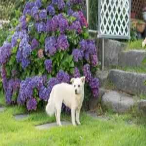 [경남] 남해 류앤리 애견동반 펜션(경남, 남해)