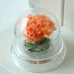 더봄 카네이션 돔 아크릴 카네이션돔xyz367