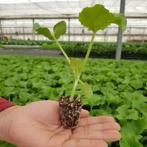 [장보리]네트 메론 모종 키우기 10주 미니텃밭