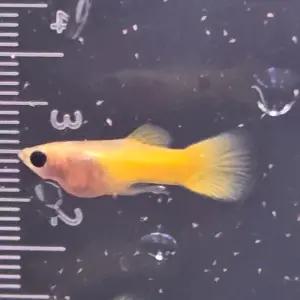 (아쿠아네스트) 골든글라스벨리 숏바디 구피(몽키바나나,피카츄) 1마리