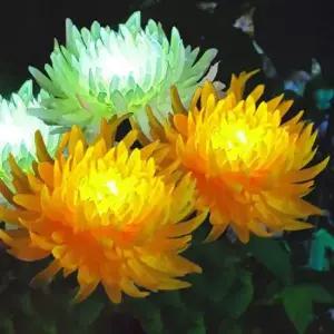 [Deco] LED꽃 조경 옐로우 태양광 국화 꽃정원등 LED