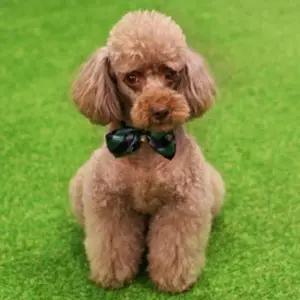 강아지 IGF592P7 보타이 스카프 애견 악세사리 넥타이 M