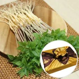 전남 무안 수경재배 새싹삼 선물세트 소 100뿌리