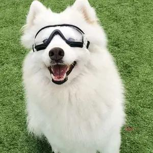 대형 도글스 안경 중형 강아지 고글 선글라스 애견hij959