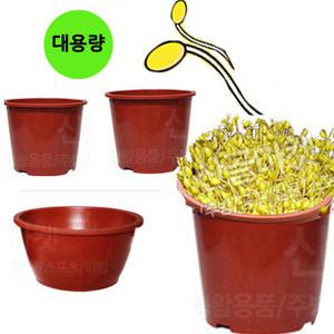 대형 콩나물시루 새싹 재배기 플라스틱 화분 식당 업소용