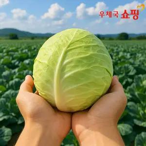 [우체국쇼핑] 청정 황토밭 무안 달콤 양배추 2kg (크기랜덤발송)