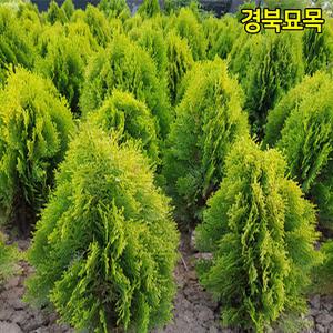 [경북묘목]측백나무묘목 황금측백나무 /에메랄드 그린  포트묘 뿌리묘 판매