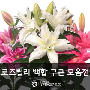 로즈릴리 백합 구근 모음
