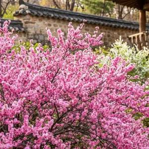 겹옥매화나무 오이도 묘목 접목1년 특묘 노지월동 정원조경수 꽃나무 노지월동 (목하원예조경)