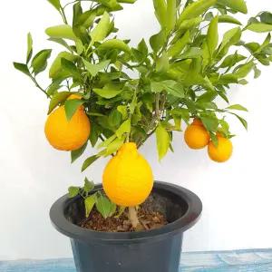 한라봉나무 한라봉묘목