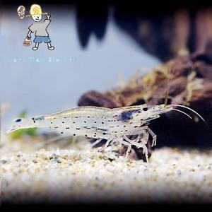 [힘찬열대어]야마토새우 관상용새우 이끼제거 실이끼 청소부