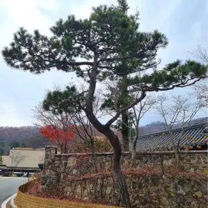 소나무 적송 육송 플러그묘 1.0m전후 묘목 산림복원용 상록수 정원조경수 준공목 노지월동 (목하원예조경)