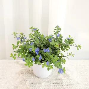 갑조네 아메리칸 블루(중품)