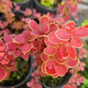 신품종 오렌지썬라이즈 P9포트 묘목 유럽 신품종 매자 관목 직립형 매자나무 노지월동 (목하원예조경)