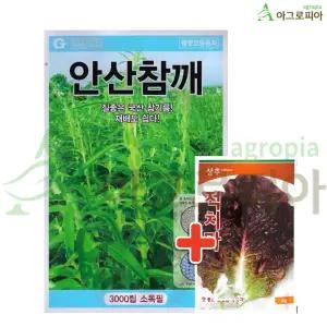 안산 참깨씨 씨앗 씨 종자