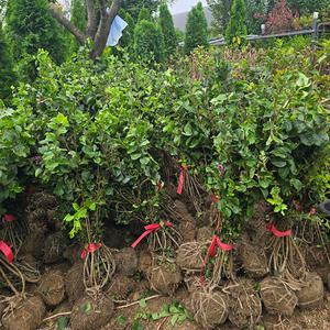 미스김라일락 / 80cm(전후) / 개화주