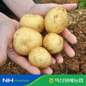 [익산원예농협] 국산 수미감자 25년 햇감자 흙감자 중대 사이즈 5kg