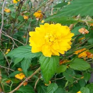 묘목/황매화 매화  키 약120cm분 -2주묶음  TN332