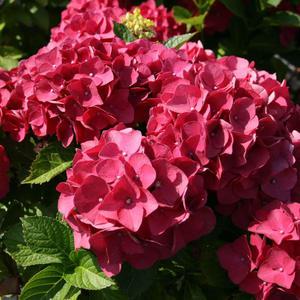 유럽 네덜란드 레드바론 지속개화 수국 나무 묘목 P9 포트묘