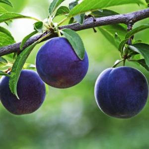 체리나무 묘목 자가수정 바이오체리나무 5년생 결실주