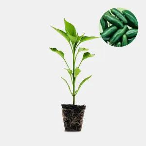 마이플랜트 할라피뇨 매운맛 1개 매콤한 멕시코 고추 모종 텃밭 채소 튼튼한 모종