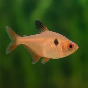 샤페 테트라 10마리