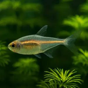 글로라이트 테트라 10마리