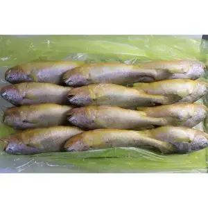 냉동 부세조기 3.4kg 12미 특대