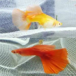 [달이네 수족관] 알비노 풀레드 빅도살 구피