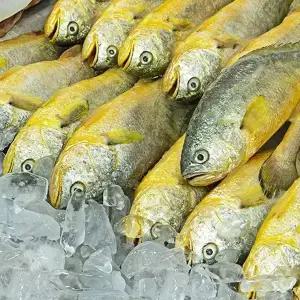 냉동 부세조기 3.4kg 6미/12미/15미/19미/25미