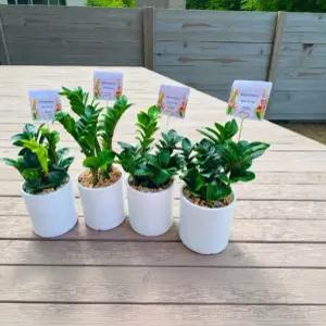 [아트플라워] 보석금전수 돈나무 개업선물 미니중품보석금전수 승진 생일 공기정화식물