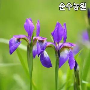 붓꽃 모종 포트묘 20개/야생화/지피식물/봄꽃