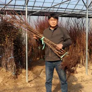 복숭아나무 묘목 2년생 백도 올유명 천중도엑셀라 대옥계 중생황도 엘바트 수황 용택골드 마도카