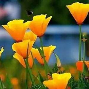 금영화 오렌지 다년초 화단식물 관상초 봄꽃 야생화 정원 노지월동 C01