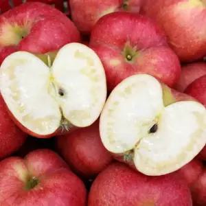 [판매1위] 국내 꿀듬뿍 아삭달콤 부사사과 못난이사과, 1박스, 10kg