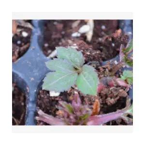 (성실)삼잎국화 모종 10개 트레이묘