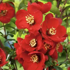 그루담다 명자나무 흑광명자 묘목 60cm 개화주