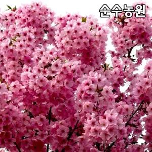 홍벚나무 묘목 접목1년 뿌리묘(특) 3개/벚꽃나무