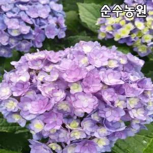 투게더수국 나무 묘목 15cm포트/정원수국, 리블루밍