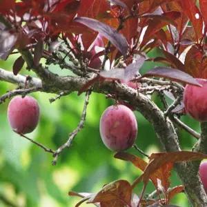 자엽자두나무 묘목 R5cm 분묘1개